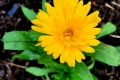 Marigold