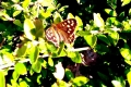 Meadow-Brown-Butterfly
