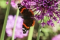 Red-admiral-on-Alium