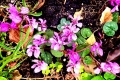 Spring-sowbread