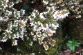 Tree-heath