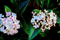 Viburnum-Laurustinus