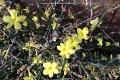 Winter-jasmine