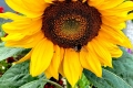 bee-on-sunflower