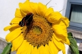 butterfly-on-sunflower
