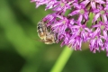 on-Alium
