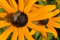 on-Blackeyed-susan