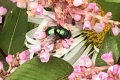 on-Buckwheat