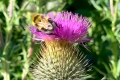on-Bull-thistle