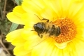 on-Calendula