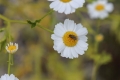 on-Daisy