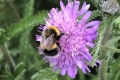 on-Fiedl-scabious