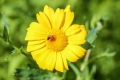 on-Field-marigold