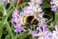 on-Lavender