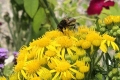 on-Ragwort