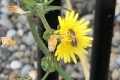 on-Sowthistle