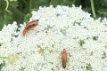 on-Wild-carrot