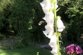 on-foxglove