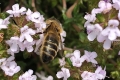 on-garden-thyme