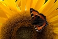 on-sunflower-2