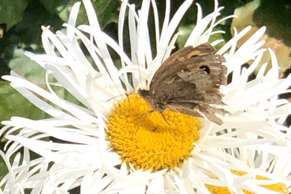moth-on-Shasta-saisy