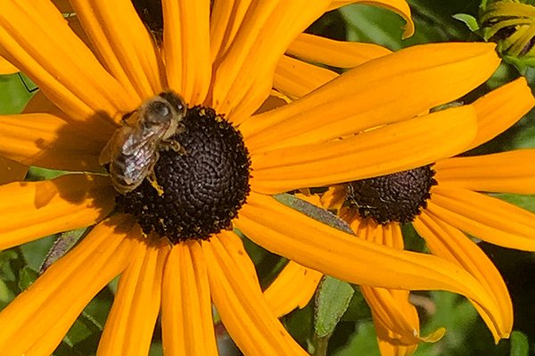 on-Blackeyed-susan