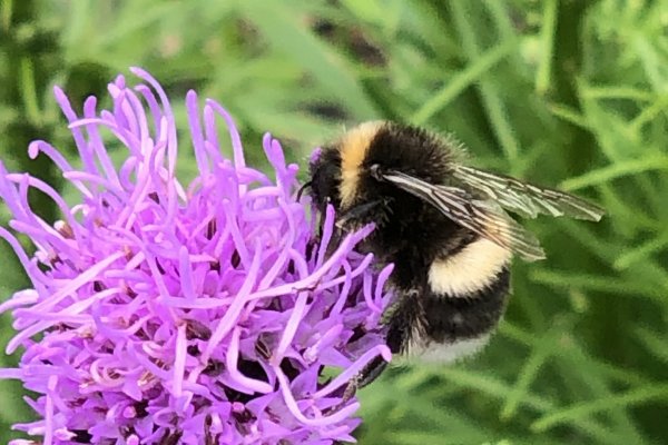 on-Blazing-star