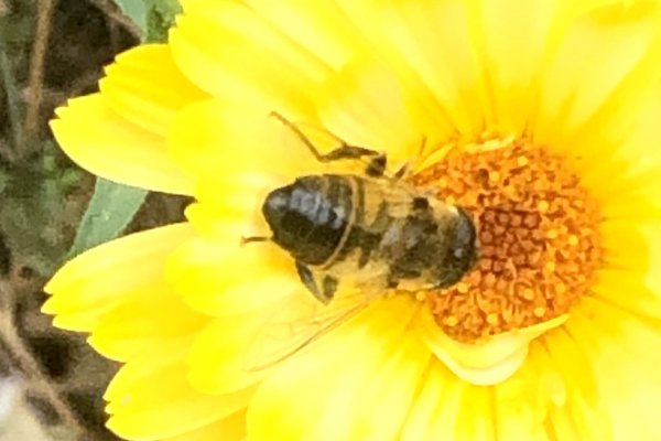 on-Calendula