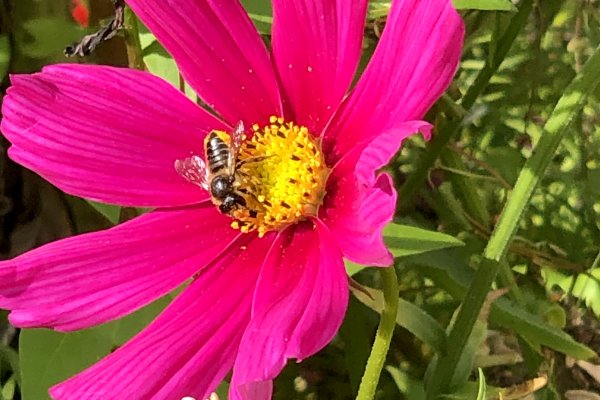 on-Cosmos