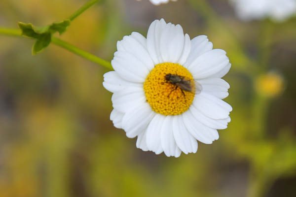 on-Feverfew