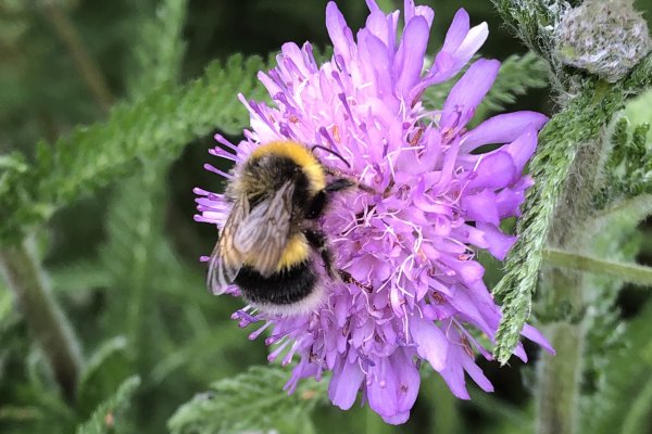 on-Fiedl-scabious