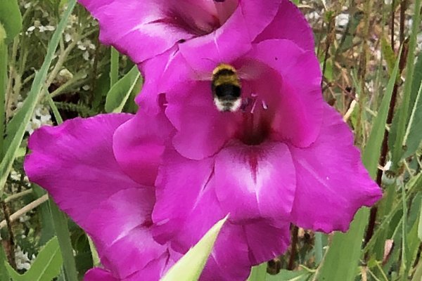 on-Gladioli