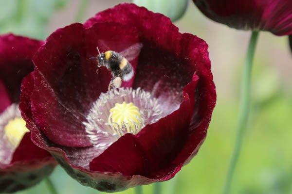 on-Opium-poppy