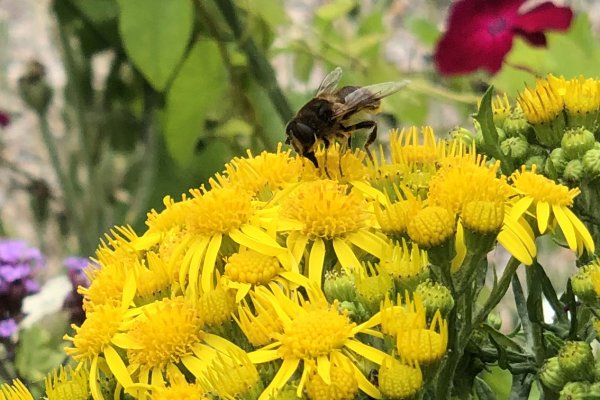 on-Ragwort