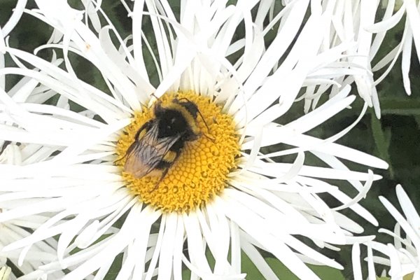 on-Shasta-daisy