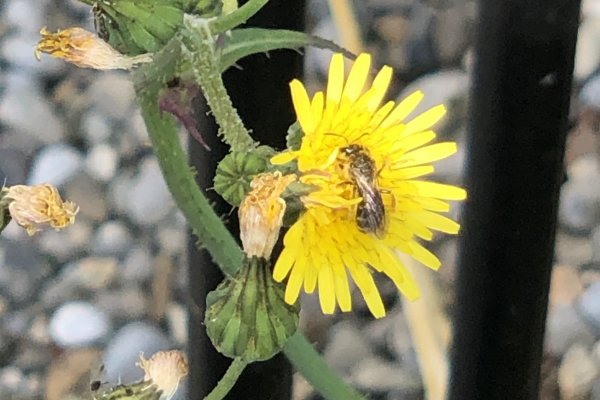 on-Sowthistle