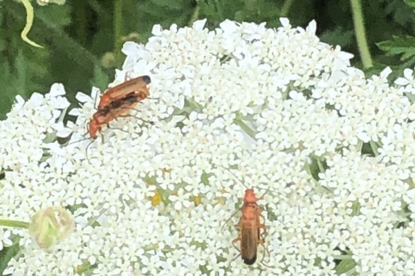 on-Wild-carrot