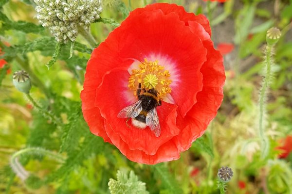 on-field-poppy