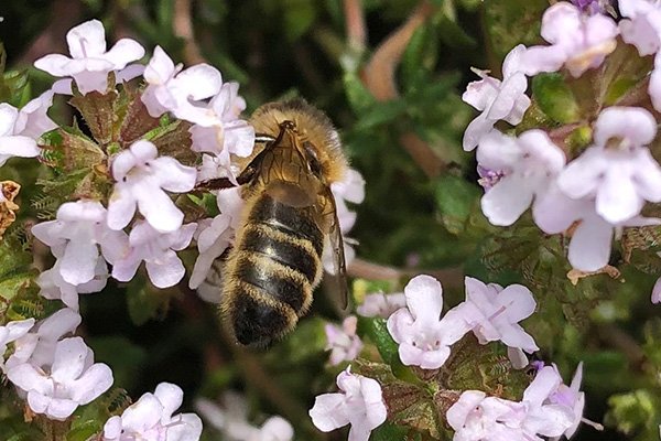on-garden-thyme