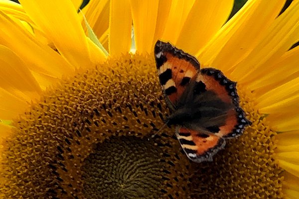 on-sunflower-2