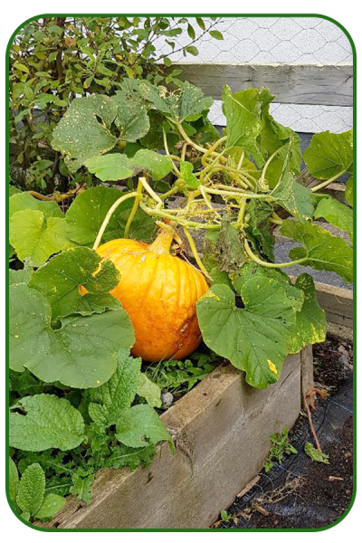 Pumpkin-2-002-copy