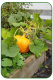 Pumpkin-2-002-copy