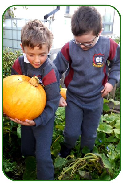 pumpkin-3-002-copy