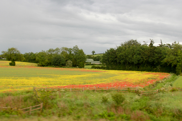 The Carlow Colours