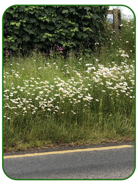 IMG_1554-002-copy