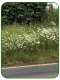 IMG_1554-002-copy